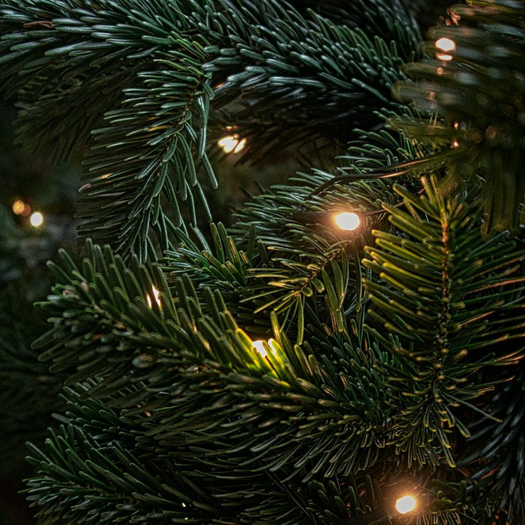 Pine Tree Lights